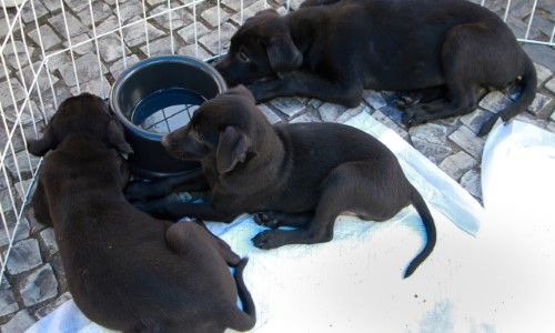 Cães e gatos ganham oportunidade de um novo lar em Barra Mansa